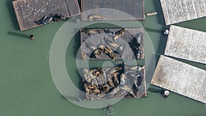 aerial top view of San Francisco\'s most iconic residents, the sea lions (seals)