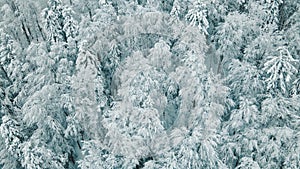 Aerial top view of snow-covered frozen trees covered with snow and frost. Flight over white woods. Beautiful winter