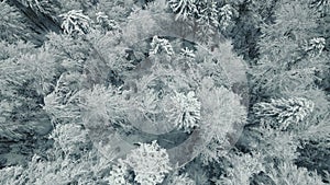 Aerial top view of snow-covered frozen trees covered with snow and frost. Flight over white woods. Beautiful winter