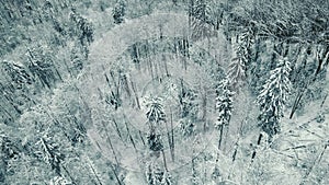 Aerial top view of snow-covered frozen trees covered with snow and frost. Flight over white woods. Beautiful winter