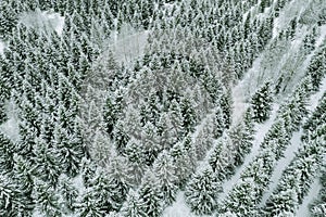 Aerial top view of snow covered trees in winter forest