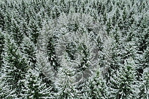 Aerial top view of snow covered trees in winter forest