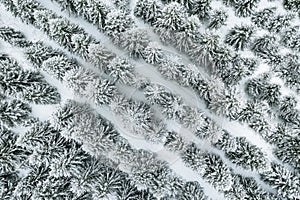 Aerial top view of snow covered trees in winter forest