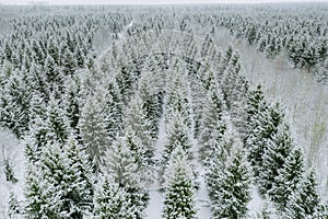 Aerial top view of snow covered trees in winter forest