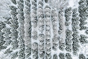 Aerial top view of snow covered trees in winter forest