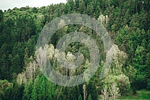 Aerial top view of structure of green trees in forest