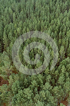 Aerial top view of summer green pine trees in forest in rural Spain.