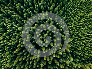 Aerial top view of summer green trees in forest in rural Finland.