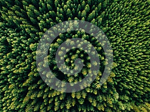 Aerial top view of summer green trees in forest in rural Finland. photo