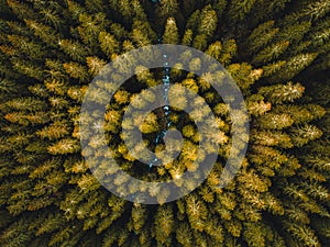 Aerial top view of summer green trees in forest in Slovakia. Drone photography.