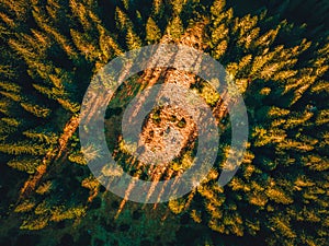 Aerial top view of summer green trees in forest in Slovakia. Drone photography.