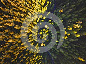 Aerial top view of summer green trees in forest in Slovakia. Drone photography.