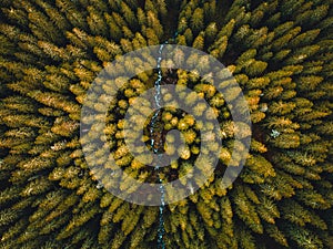 Aerial top view of  green trees in forest in Slovakia. Drone photography. Rainforest ecosystem and healthy environment concept.
