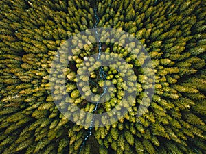 Aerial top view of green trees in forest in Slovakia. Drone photography. Rainforest ecosystem and healthy environment concept.