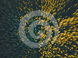 Letecký pohled shora na zelené stromy v lese na Slovensku. Fotografování dronem. Ekosystém deštného pralesa a koncept zdravého prostředí.