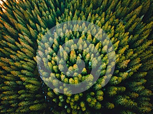 Aerial top view of summer green trees in forest in Slovakia. Drone photography.