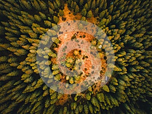 Letecký pohled shora na letní zelené stromy v lese na Slovensku. Fotografování dronem.