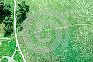 Aerial top view of summer park landscape with green lawn, trees and footpath