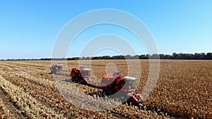 Aerial top view. three big red combine harvester machines harvesting corn field in early autumn. tractors filtering