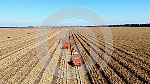 Aerial top view. three big red combine harvester machines harvesting corn field in early autumn. tractors filtering