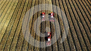 Aerial top view. three big red combine harvester machines harvesting corn field in early autumn. tractors filtering