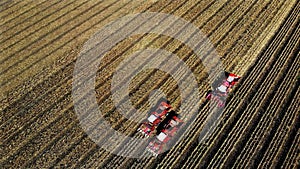 Aerial top view. three big red combine harvester machines harvesting corn field in early autumn. tractors filtering