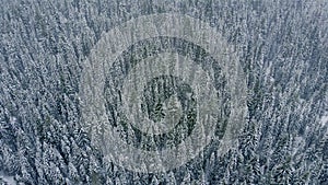 Aerial top view to snowy moutain trees of winter pines in the mountains. Fabulous snow-covered spruce forest. Winter forest.