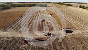 Aerial top view tractor harvester performs sunflower harvesting on the field. Production of seeds and sunflower oil