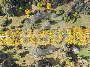 Aerial top view of trees and walking path in autumn park