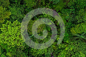 Aerial top view of tropical forest - beautiful tranquil scenery in jungle -  tree view from above - healthy environment and
