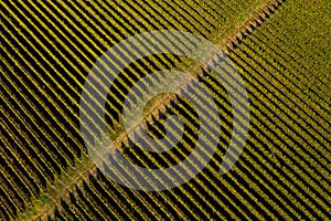 Aerial top view of vineyard