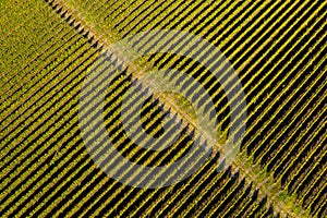 Aerial top view of vineyard