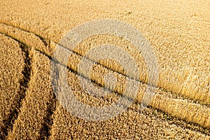 Aerial top view of wheat field and tracks from tractor, agricultural texture, wheat farm from above