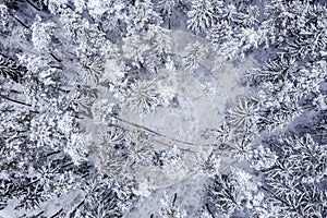 Aerial top view of winter forest scenery with road among snow-covered fir trees