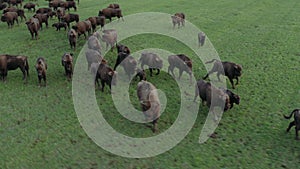 Aerial tracking shot of black buffalos pasturing in the green meadow.
