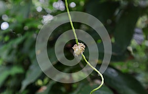 An aerial tuber with the growing roots of a white yam variety is in vine stem