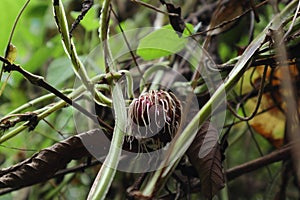 An aerial tuber of Purple Yam that is growing new roots is on a vine