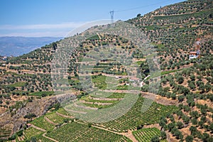 Aerial typical landscape of the highlands in the north of Portugal, levels for agriculture of vineyards, olive tree groves