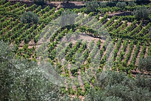 Aerial typical landscape of the highlands in the north of Portugal, levels for agriculture of vineyards, olive tree groves