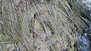 Aerial of uprooted forest in south tyrol after strong storm. Alpine valley
