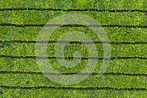 aerial vertical shot of a tea plantation with parallel paths for the tea harvest