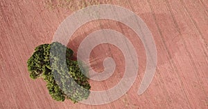 Aerial vertical view of drone flying on a big beautiful natural tree and orange arid country side ground around with sunset shadow
