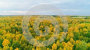 Aerial video of autumn forest on a cloudy day