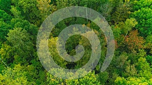 Aerial video of autumn forest on a cloudy day