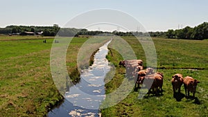 Aerial video circling around group of curious cows in meadowland, cows following the camera with their head