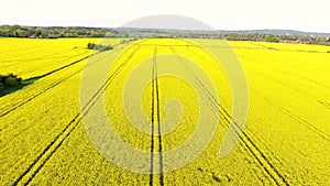 Aerial video clip flying above field of oilseed yellow flowers