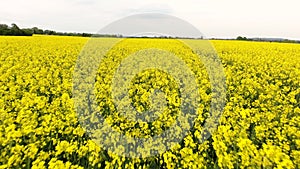 Aerial video clip flying across field of oilseed yellow flowers