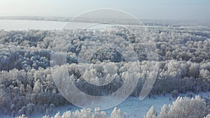 Aerial video from drone of birch forest in winter season. Drone flight over trees covered with hoarfrost and snow