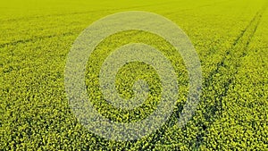 Aerial video of drone flying across field of oilseed