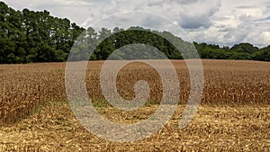 Aerial video flying over corn field